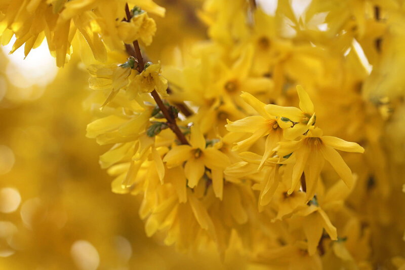 Forsythia intermedia Weekend
