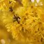 Forsythia intermedia Weekend