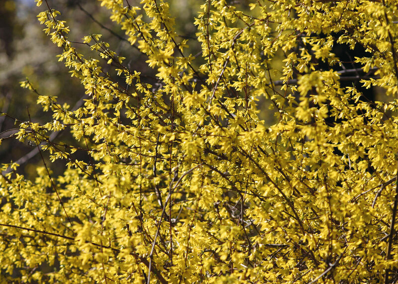 Forsythia intermedia Weekend