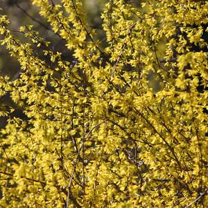 Forsythia intermedia Weekend