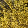 Forsythia intermedia Weekend