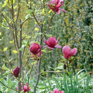 Magnolia Genie