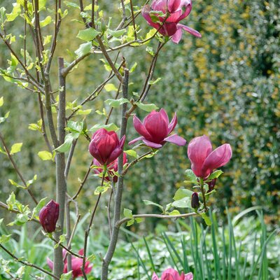 Magnolia Genie