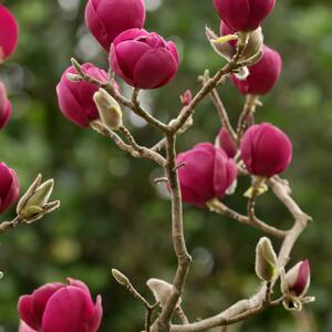 Magnolia Genie