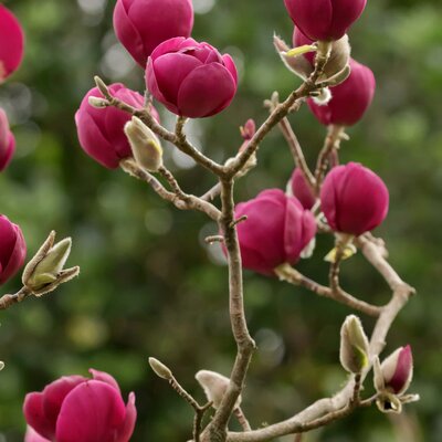 Magnolia Genie