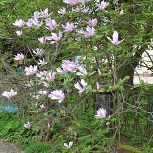Magnolia stellata George Henry Kern