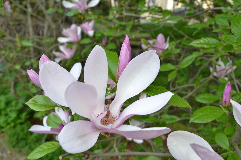 Magnolia stellata George Henry Kern