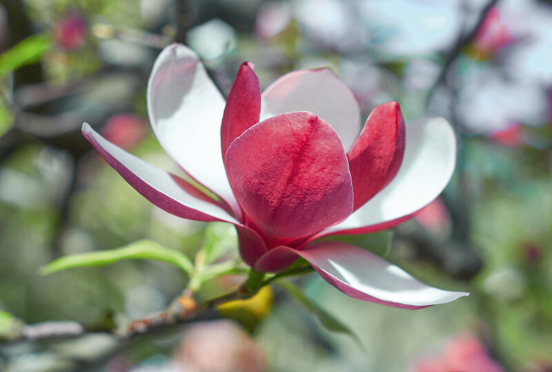 Magnolia Satisfaction