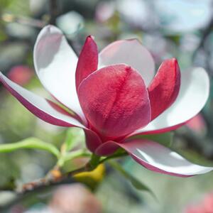 Magnolia Satisfaction
