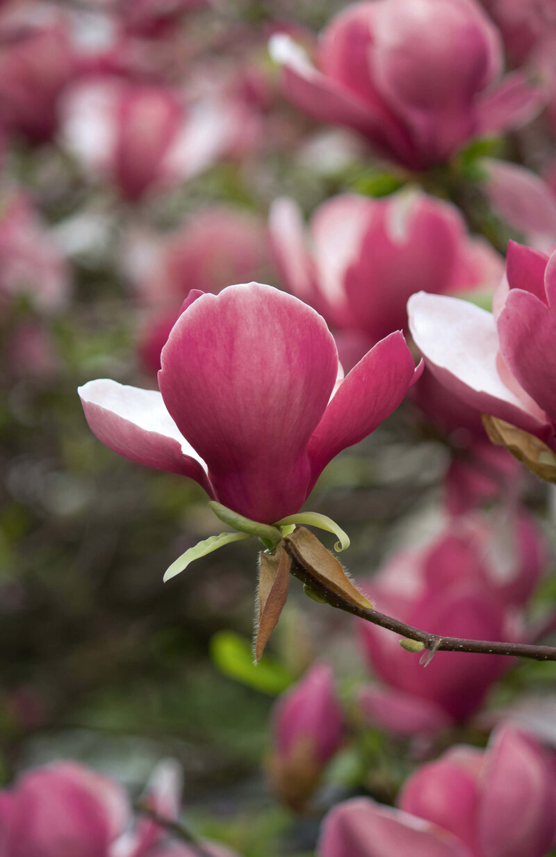 Magnolia Satisfaction
