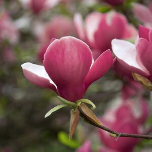 Magnolia Satisfaction