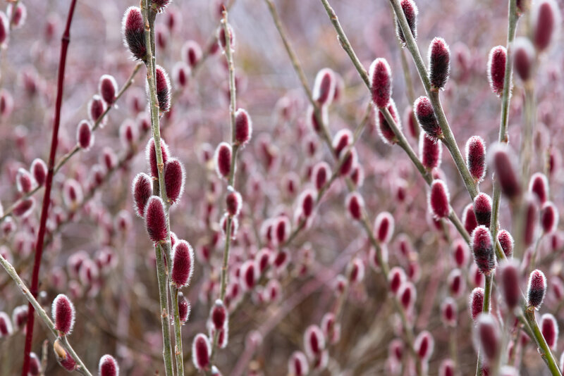 Salix gracilistyla Mount Aso