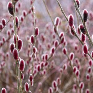 Salix gracilistyla Mount Aso