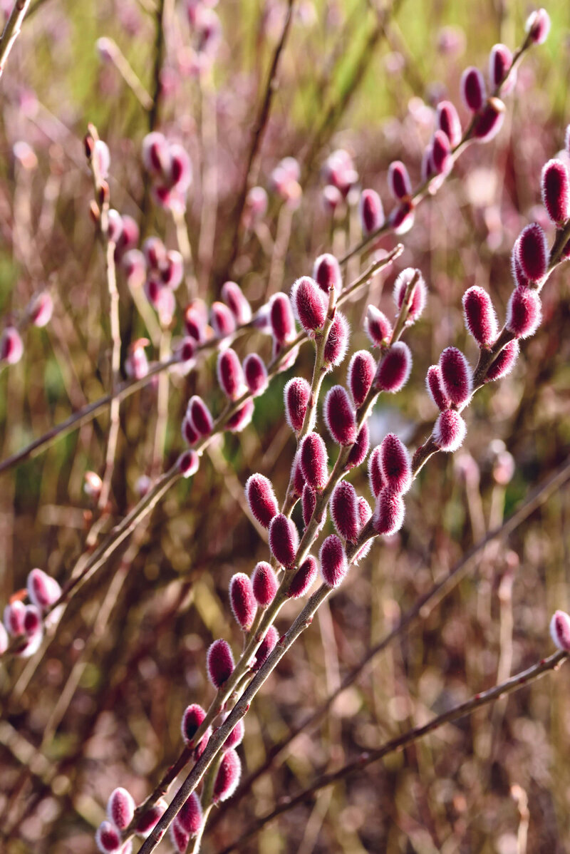 Salix gracilistyla Mount Aso