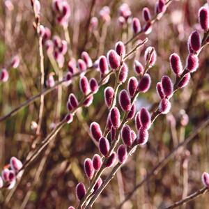 Salix gracilistyla Mount Aso
