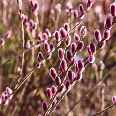 Salix gracilistyla Mount Aso