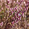 Salix gracilistyla Mount Aso