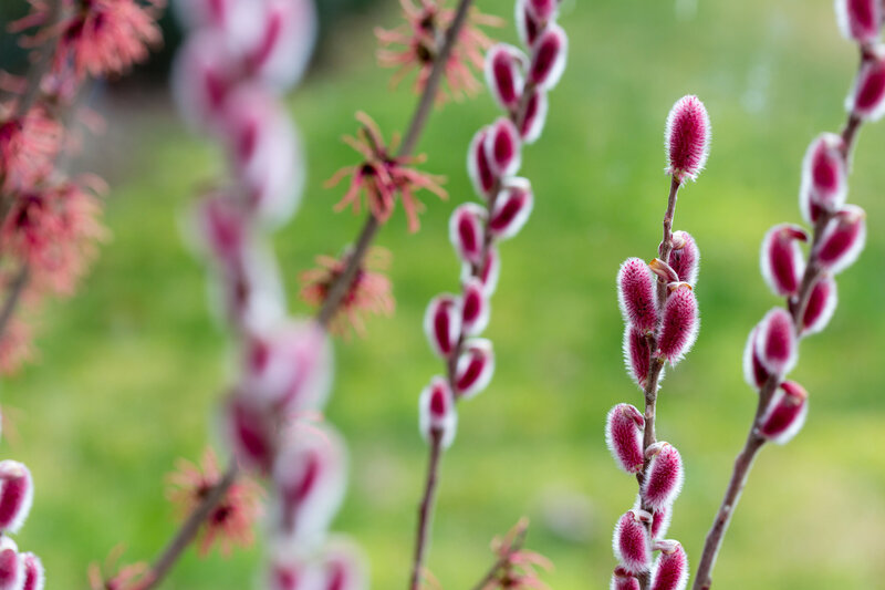Salix gracilistyla Mount Aso