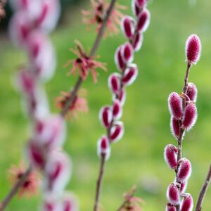 Salix gracilistyla Mount Aso