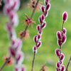 Salix gracilistyla Mount Aso