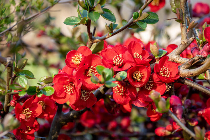 Chaenomeles speciosa Scarlet Storm