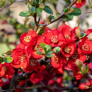 Chaenomeles speciosa Scarlet Storm