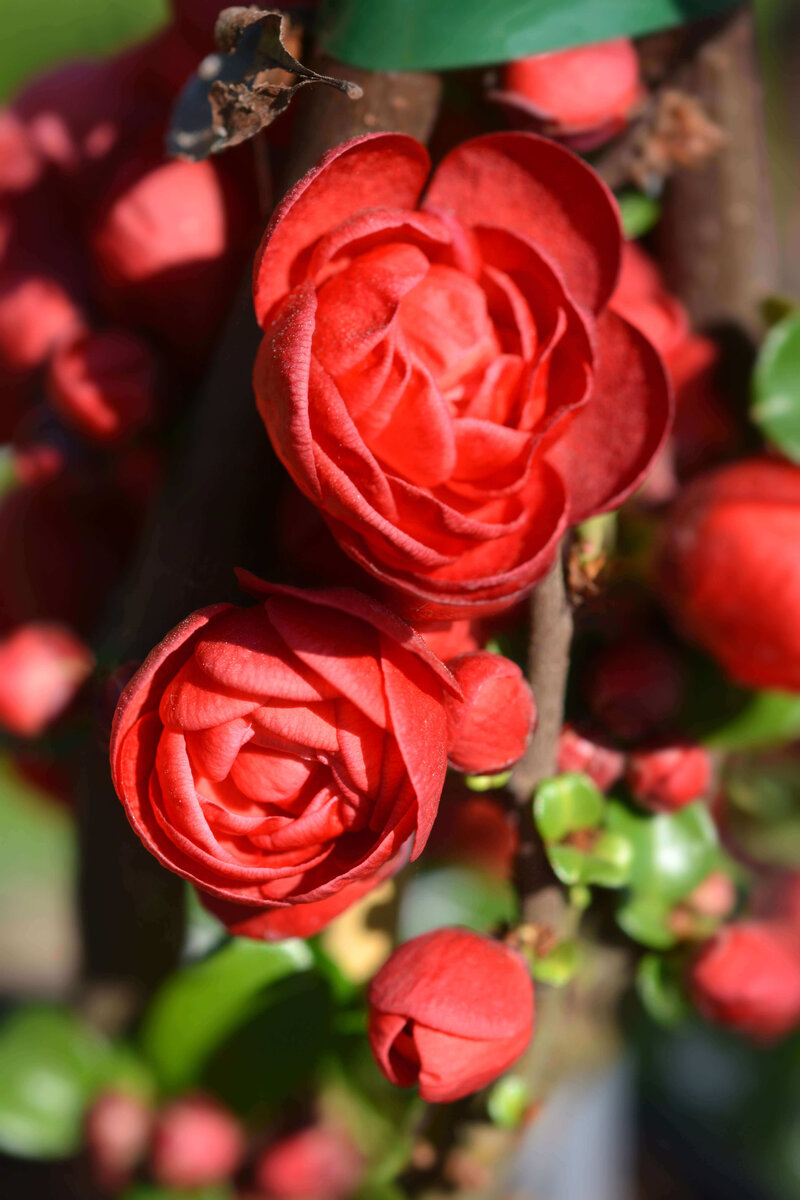 Chaenomeles speciosa Scarlet Storm