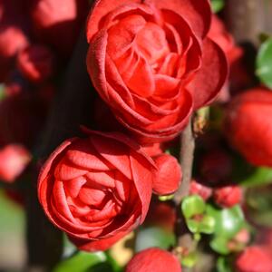 Chaenomeles speciosa Scarlet Storm