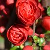 Chaenomeles speciosa Scarlet Storm