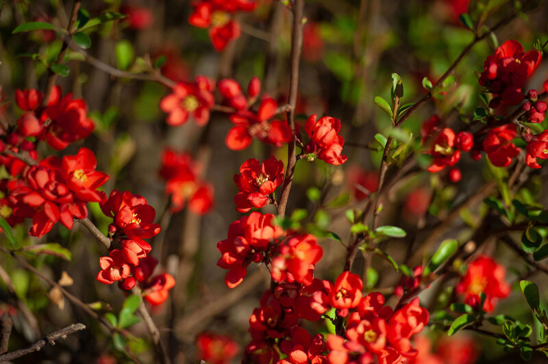 Chaenomeles speciosa Scarlet Storm