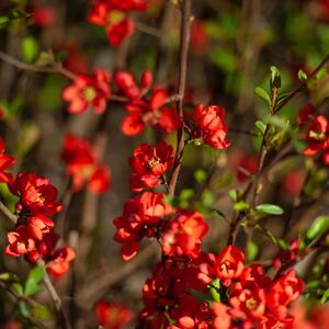 Chaenomeles speciosa Scarlet Storm