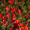 Chaenomeles speciosa Scarlet Storm