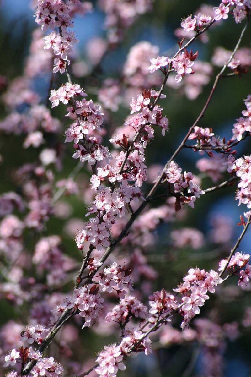 Prunus cistena
