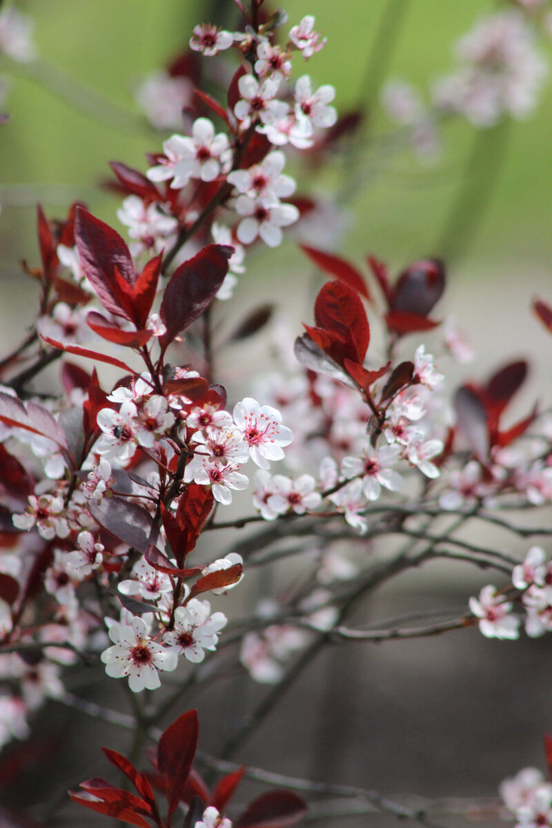 Prunus cistena