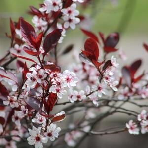 Prunus cistena