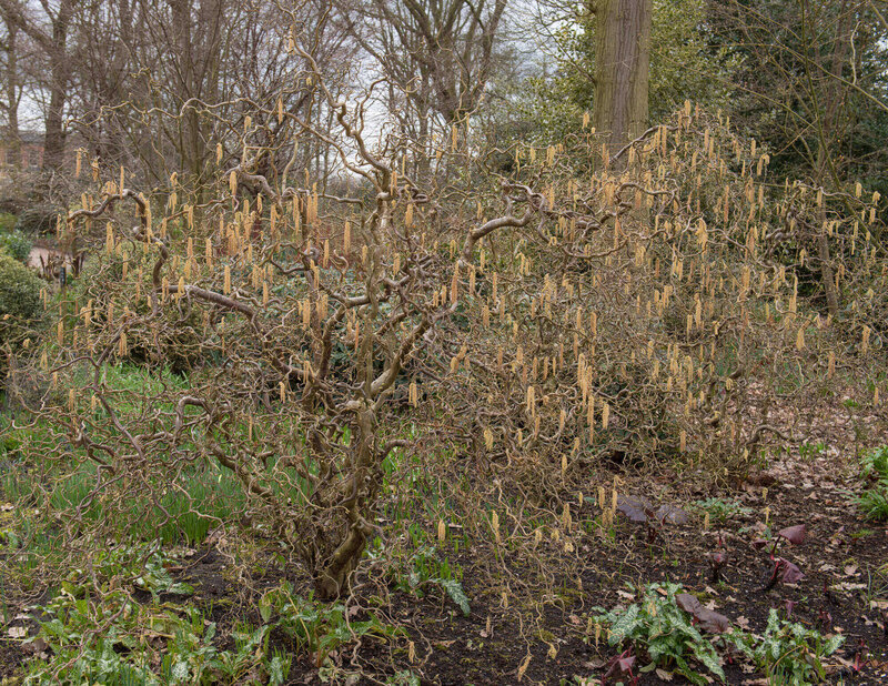 Corylus avellana Twister