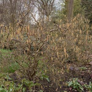 Corylus avellana Twister
