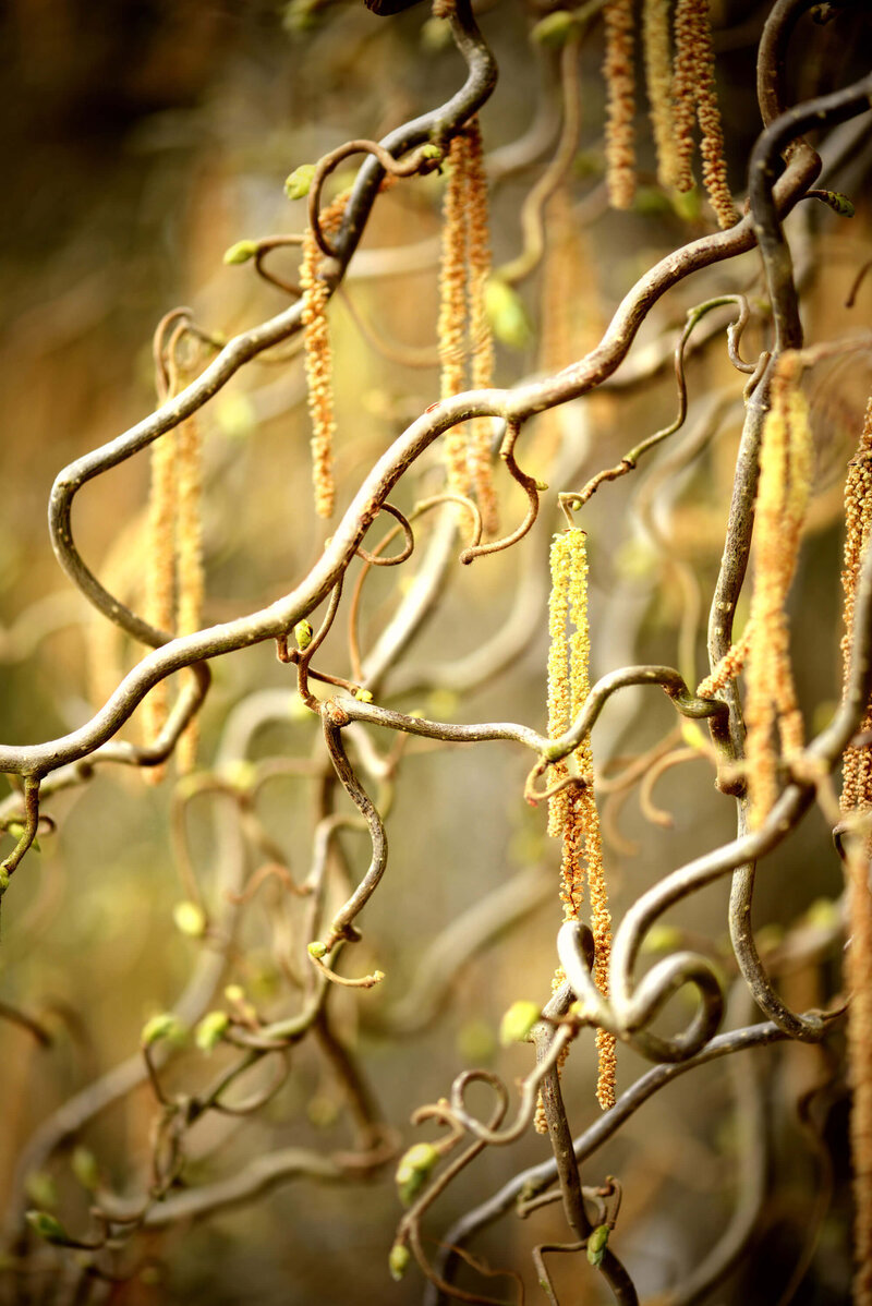 Corylus avellana Twister