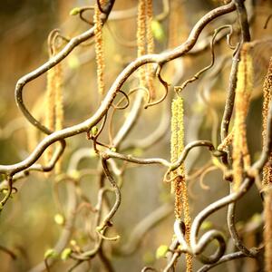 Corylus avellana Twister