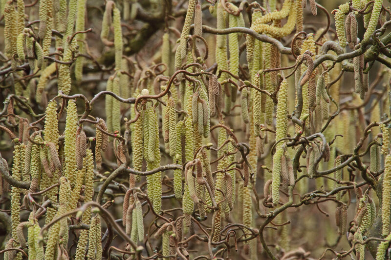 Corylus avellana Twister