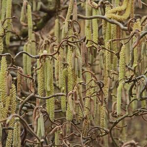 Corylus avellana Twister