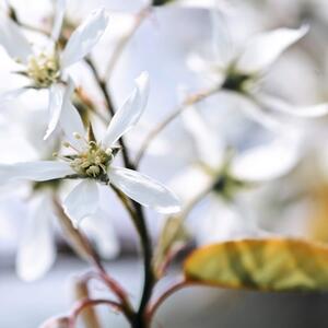 Amelanchier alnifolia Obelisk