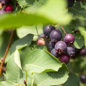 Amelanchier alnifolia Obelisk