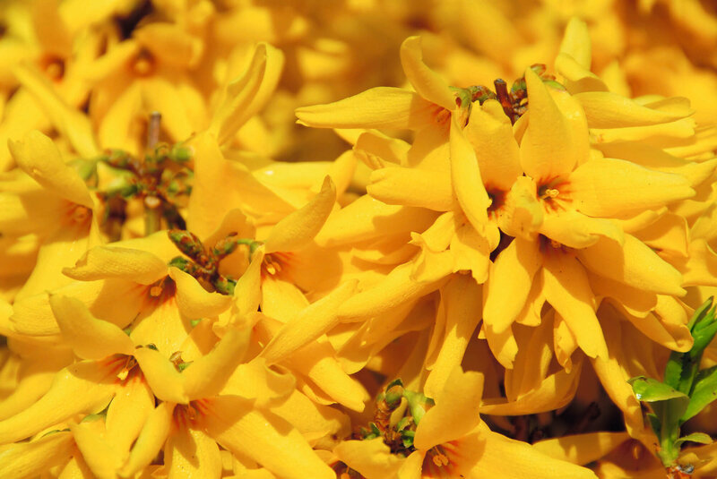 Forsythia intermedia Lynwood Gold