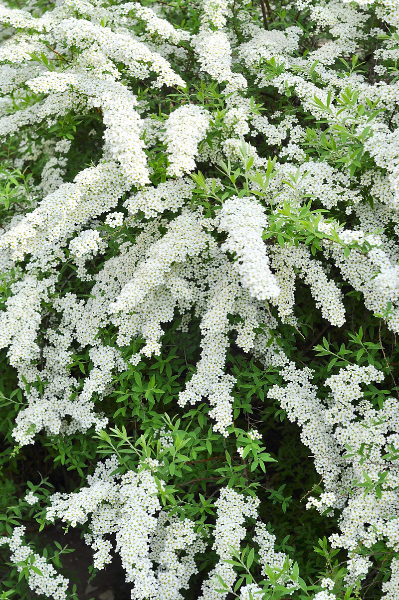 Spiraea cinerea Grefsheim