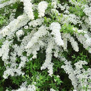 Spiraea cinerea Grefsheim