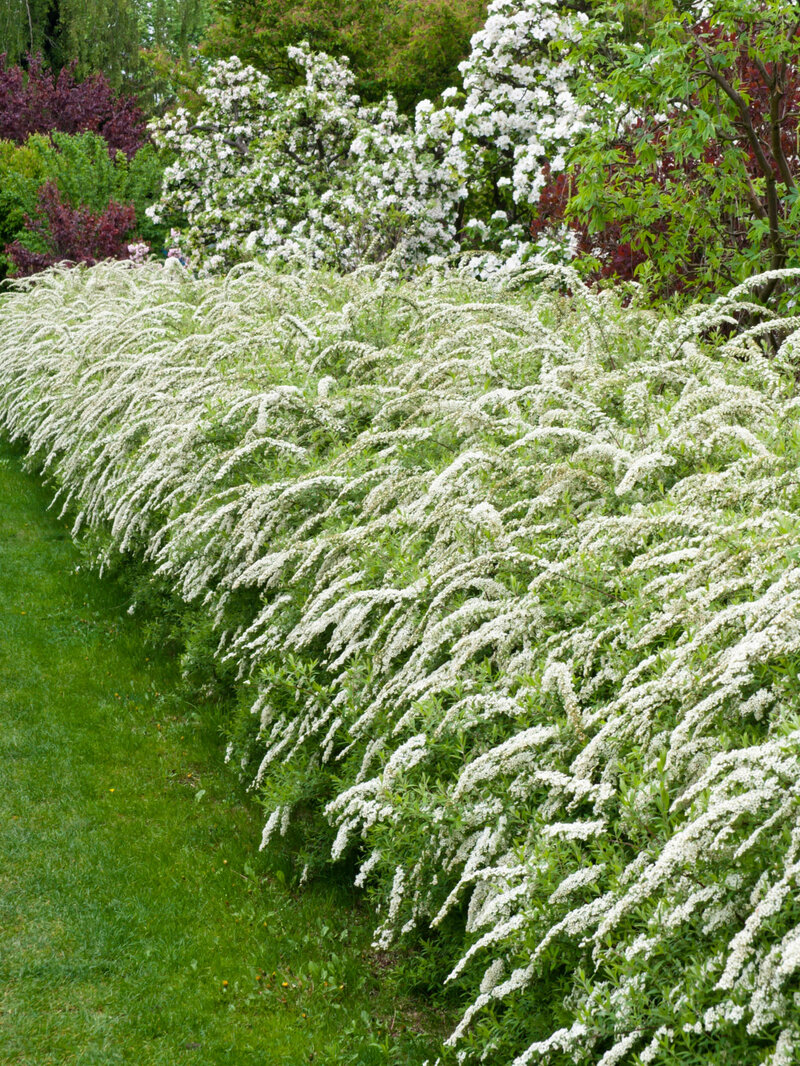 Spiraea cinerea Grefsheim
