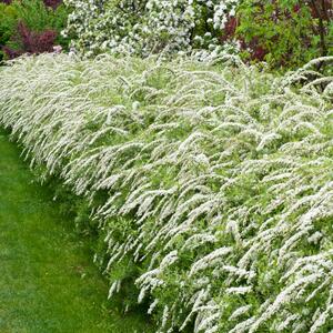 Spiraea cinerea Grefsheim