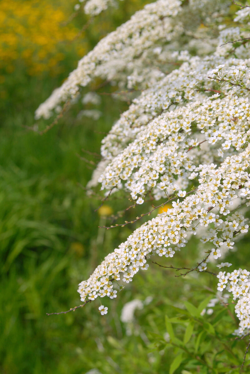 Spiraea cinerea Grefsheim