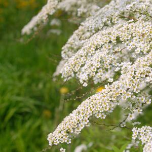 Spiraea cinerea Grefsheim